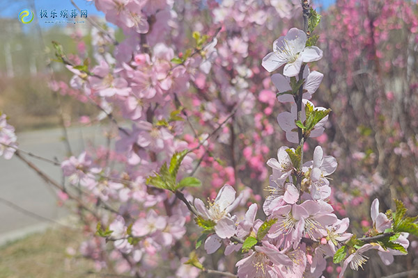 大连墓地树葬年限是多少年？解析生态安葬的时间限制与规定